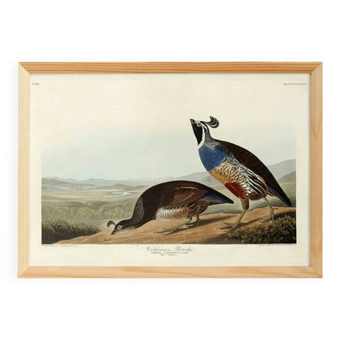 Selency — Affiche sur la colin de Californie, d’après une gravure ancienne de 1827.