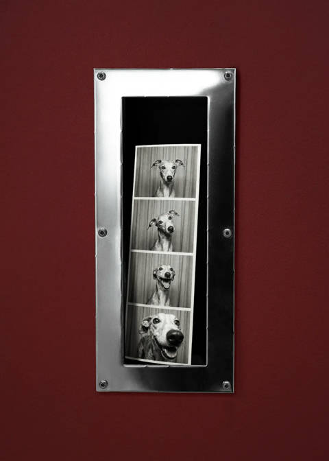 Desenio — Snout Booth Affiche